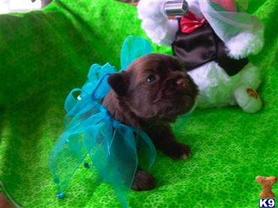 Havanese Puppies for Sale